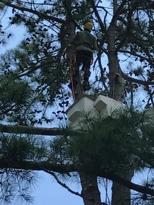 ArborMax Tree Service