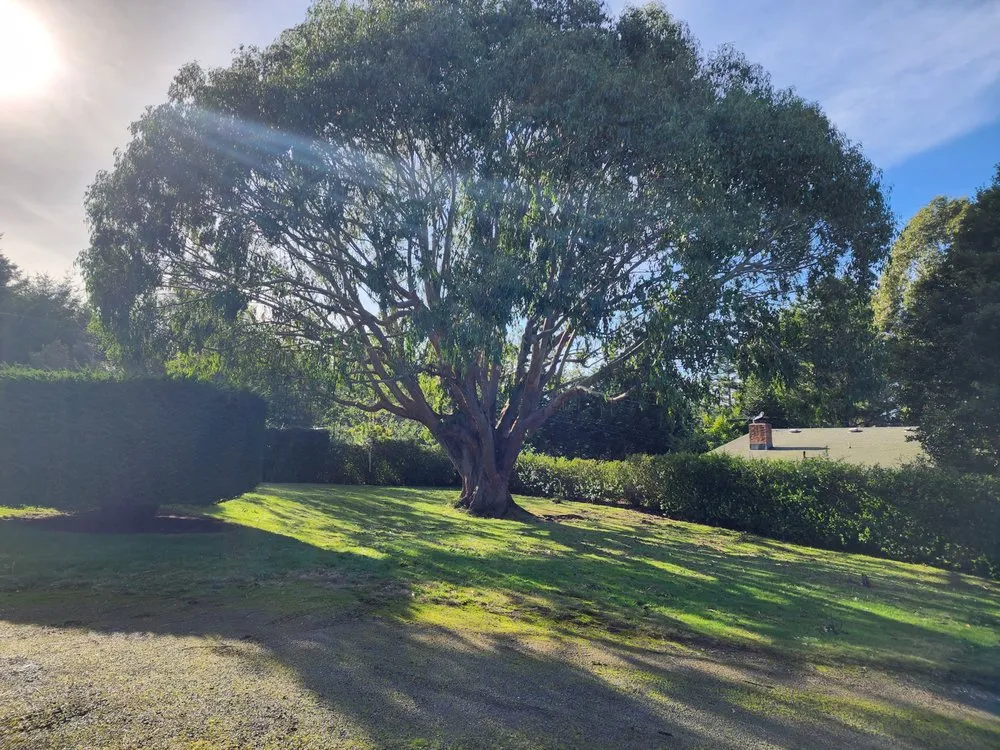 Affordable lawn mowing service in Gold Beach, OR - Arbormaxx