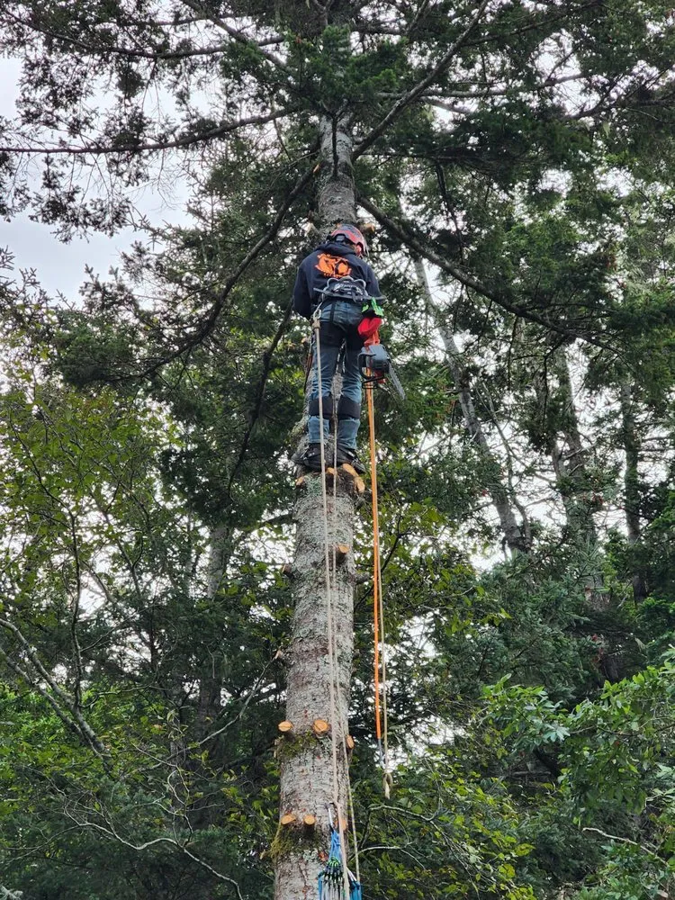 Top-rated garden landscaping in Gold Beach, OR - Arbormaxx