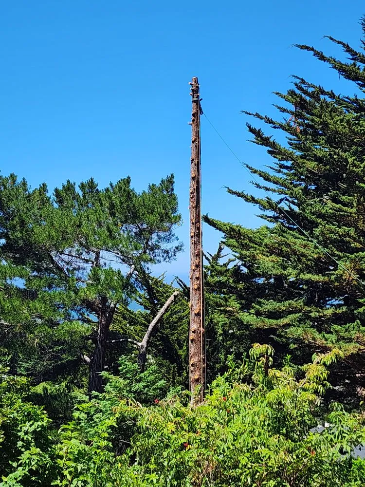 Custom landscape installation for outdoor upgrades in Gold Beach, OR by Arbormaxx