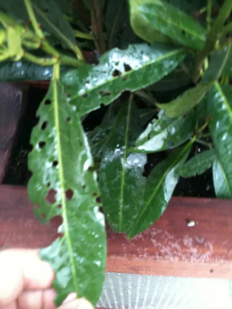 Custom landscaping services for residential properties across Brooklyn, NY - Arborpolitan Tree & Garden Care