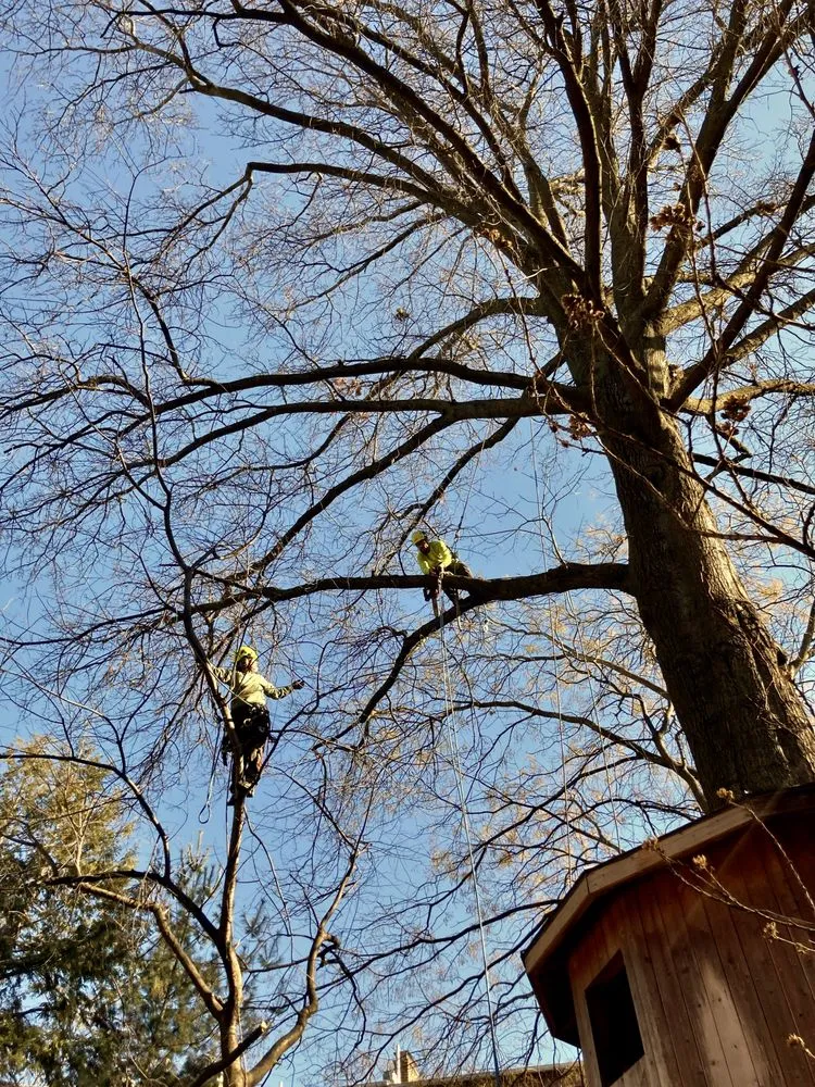 Affordable landscape design near you in Brooklyn, NY by Arborpolitan Tree & Garden Care