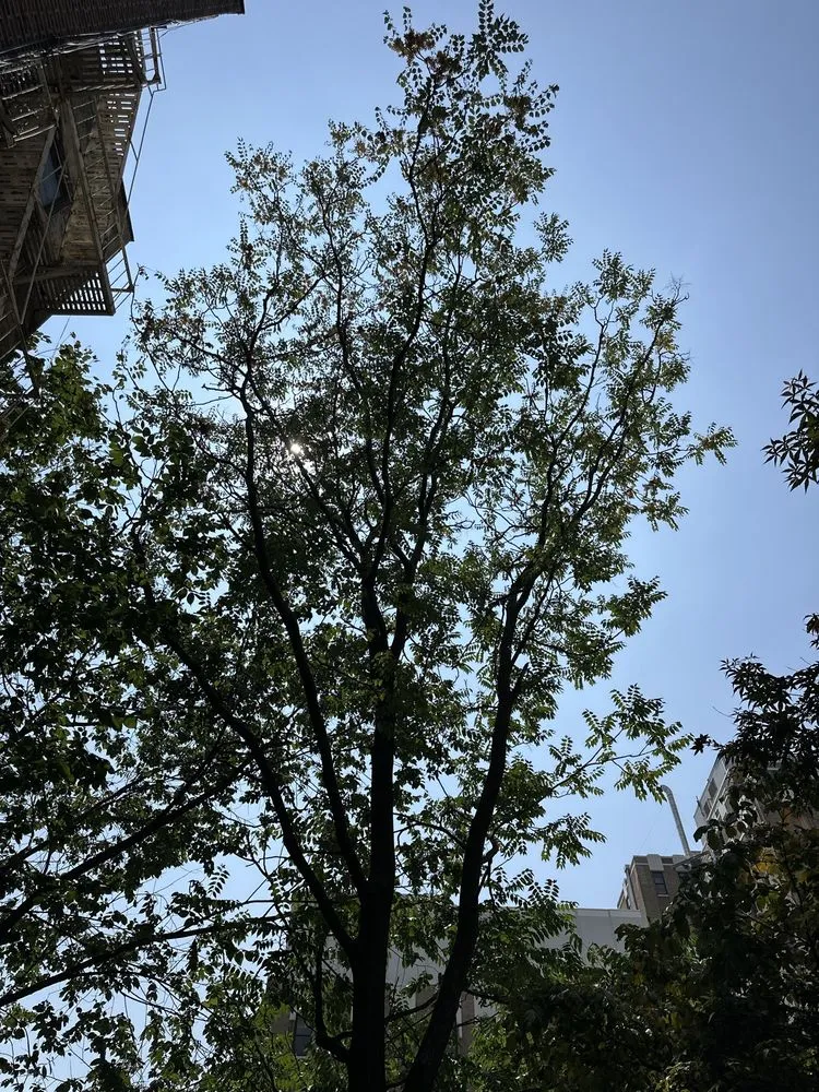 Local yard cleanup service in Brooklyn, NY by Arborpolitan Tree & Garden Care