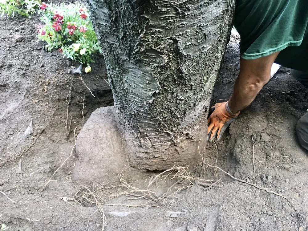 Local outdoor landscaping in Brooklyn, NY - Arborpolitan Tree & Garden Care