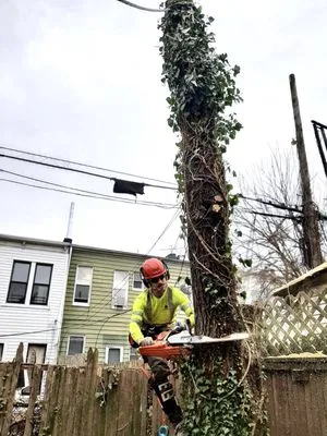 Arborpolitan Tree & Garden Care Logo