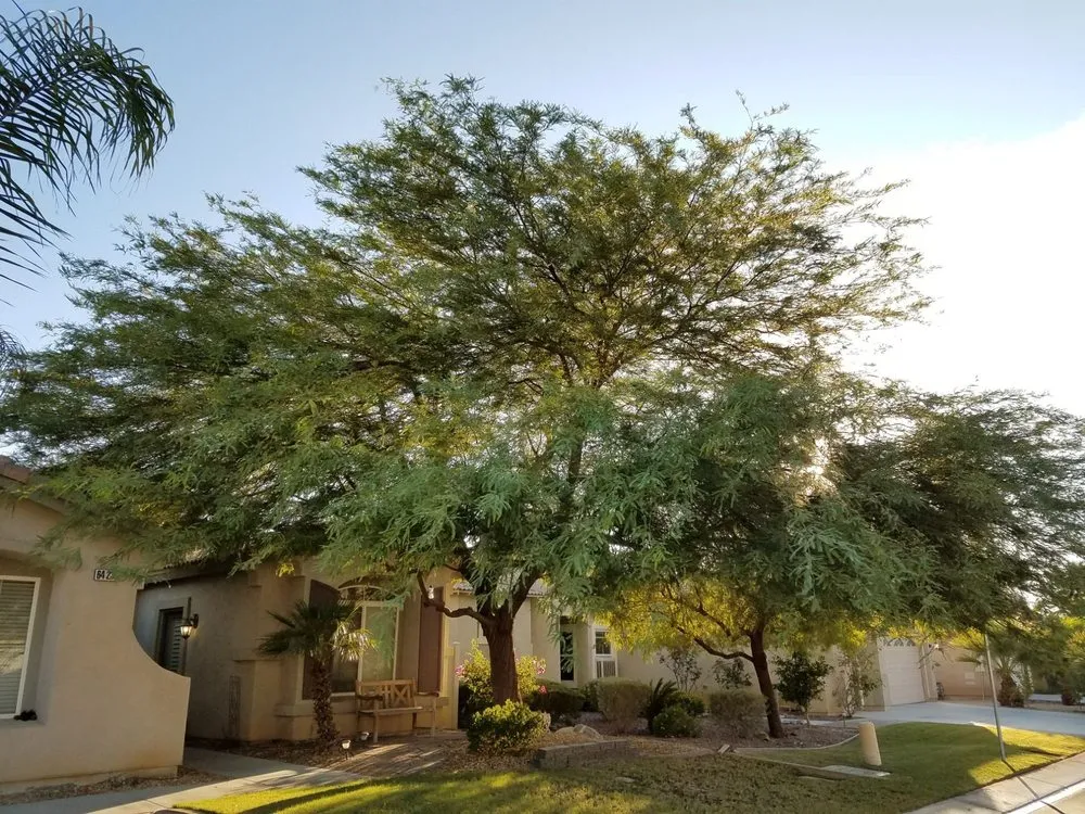 Trusted outdoor landscaping experts serving Yucca Valley, CA - ArborPro