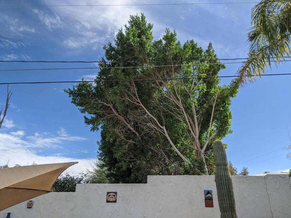 Custom landscaping services for outdoor upgrades in Yucca Valley, CA by ArborPro