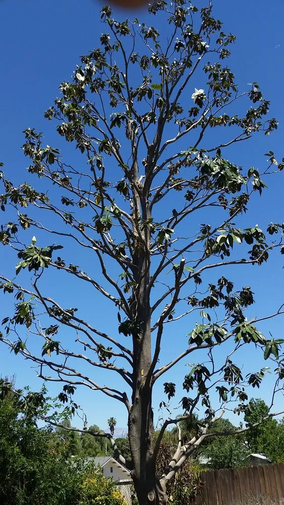 Top-rated yard cleanup service experts serving Riverside, CA - Arborscape