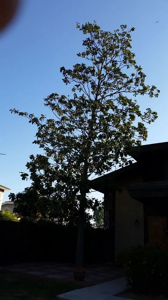 Professional lawn care service in Riverside, CA - Arborscape