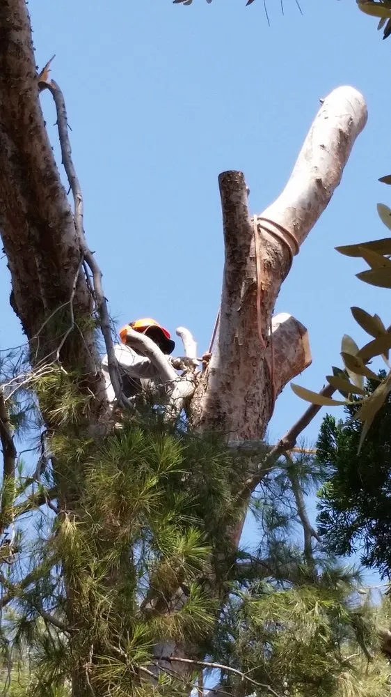 Custom lawn care service in Riverside, CA - Arborscape