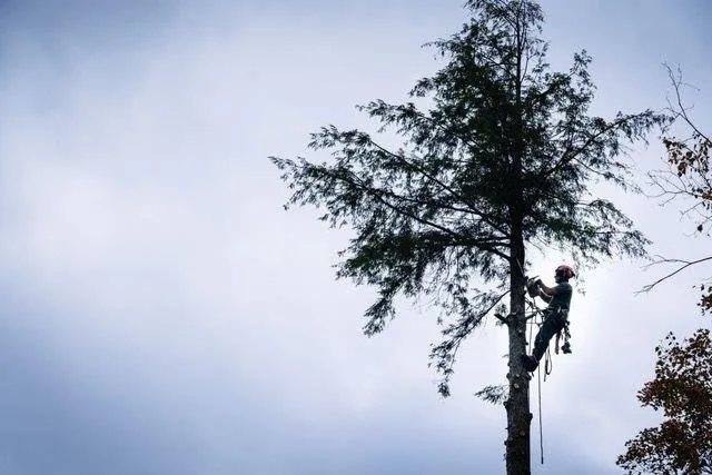 Professional yard maintenance in South Pomfret, VT by ArborScape