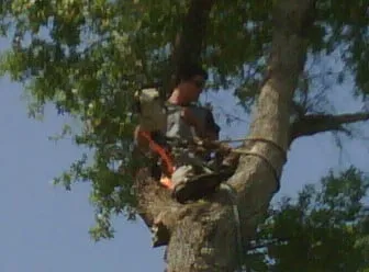 Affordable landscape installation in Gainesville, FL by Arborscape Tree Beautification