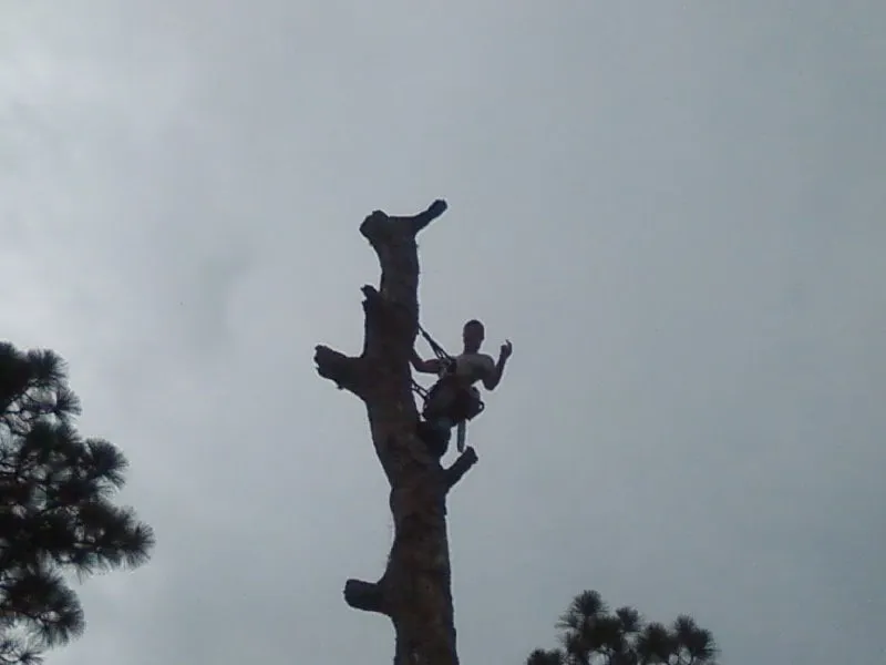 Affordable residential landscaping for outdoor upgrades in Gainesville, FL by Arborscape Tree Beautification