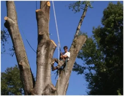Arborscape Tree Beautification Logo