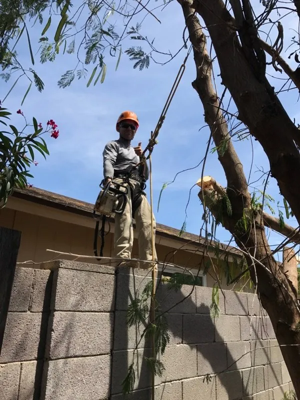Local landscape installation in Phoenix, AZ by ArborScapes