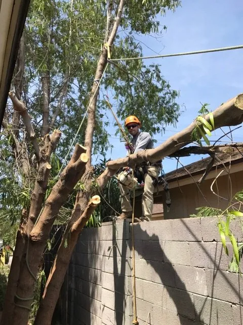 Local garden landscaping in Phoenix, AZ - ArborScapes
