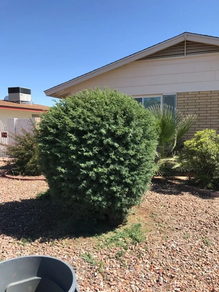 Local lawn care service in Phoenix, AZ - ArborScapes