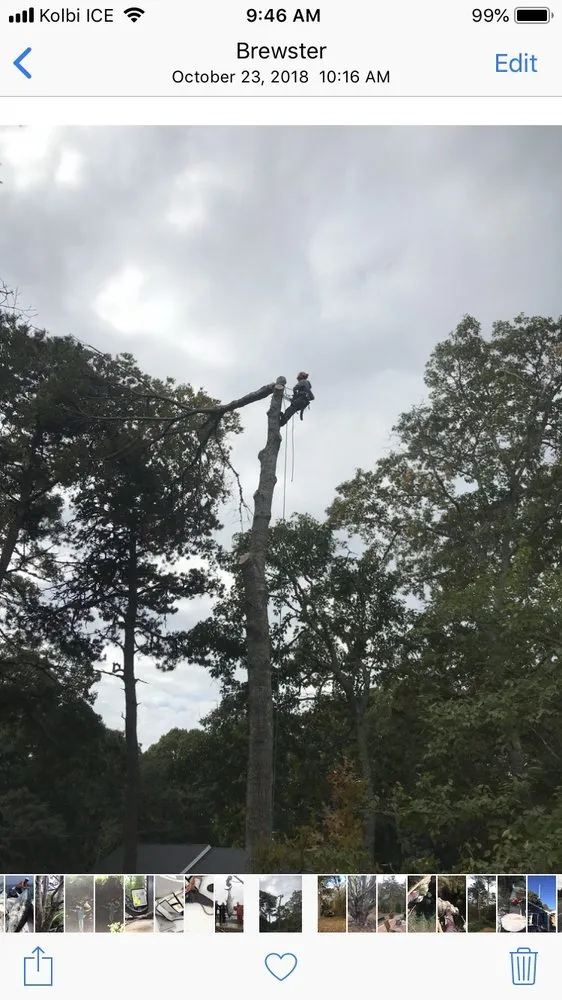 Top-rated residential landscaping for year-round maintenance in Brewster, MA by Arbortech