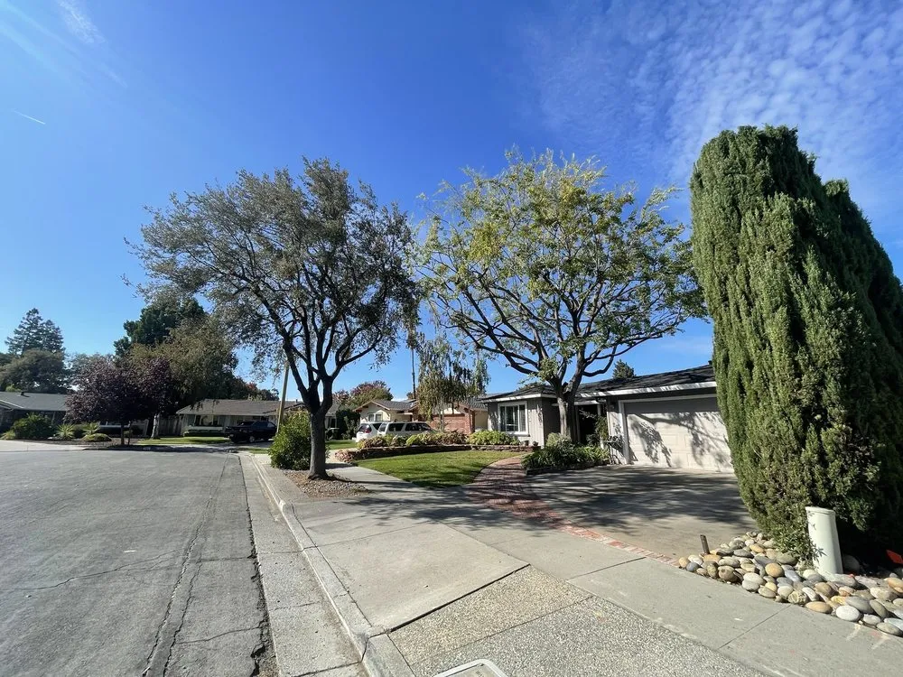 Affordable yard cleanup service in Hayward, CA by ArborTech