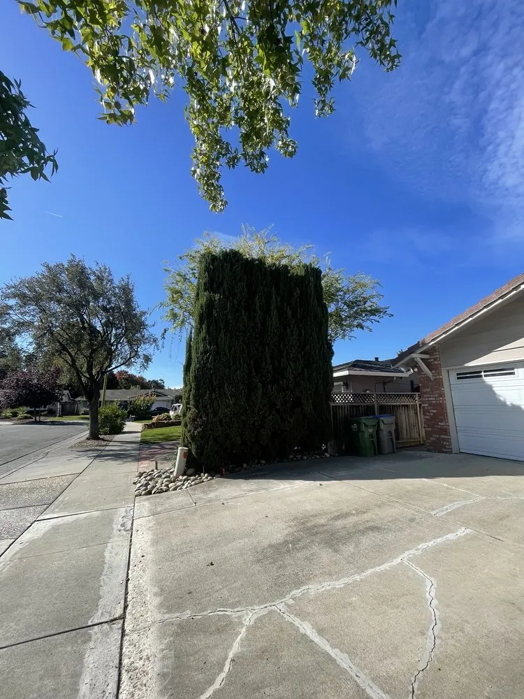 Custom landscape design experts serving Hayward, CA - ArborTech