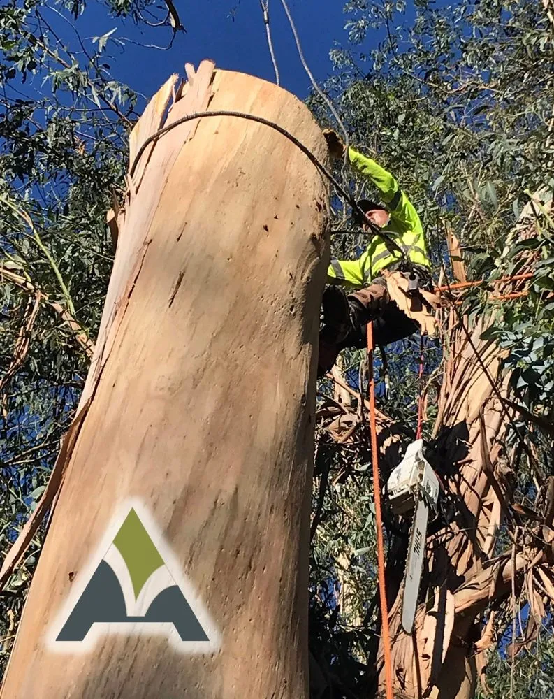 Top-rated yard maintenance for residential properties across Hayward, CA - ArborTech