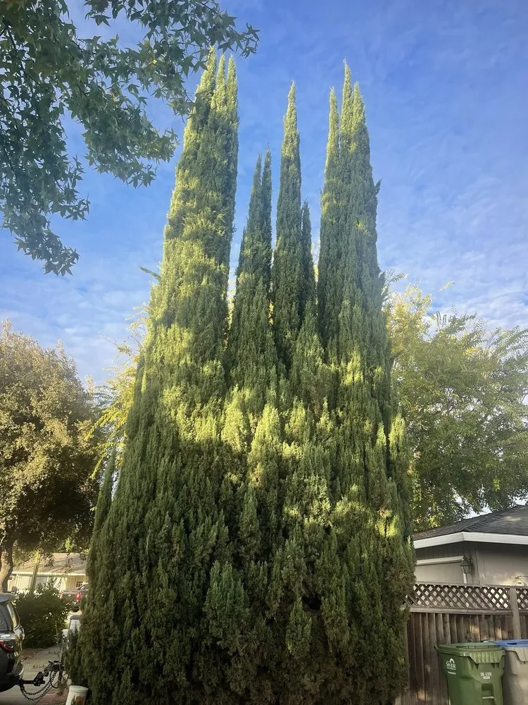 Professional garden landscaping experts serving Hayward, CA - ArborTech