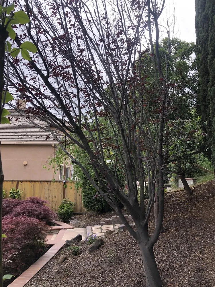 Custom landscape design in Hayward, CA by ArborTech