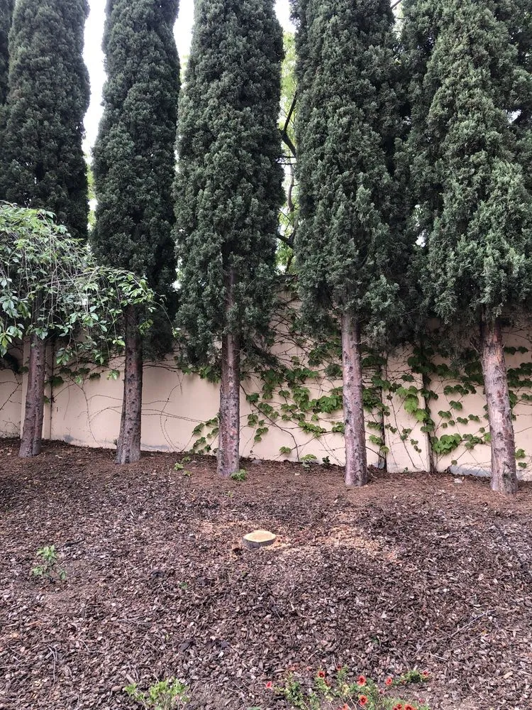 Reliable residential landscaping with custom design across Hayward, CA - ArborTech