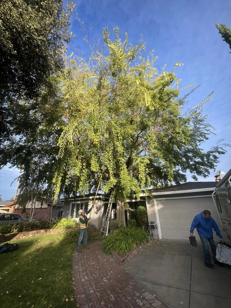 Expert landscaping services in Hayward, CA by ArborTech