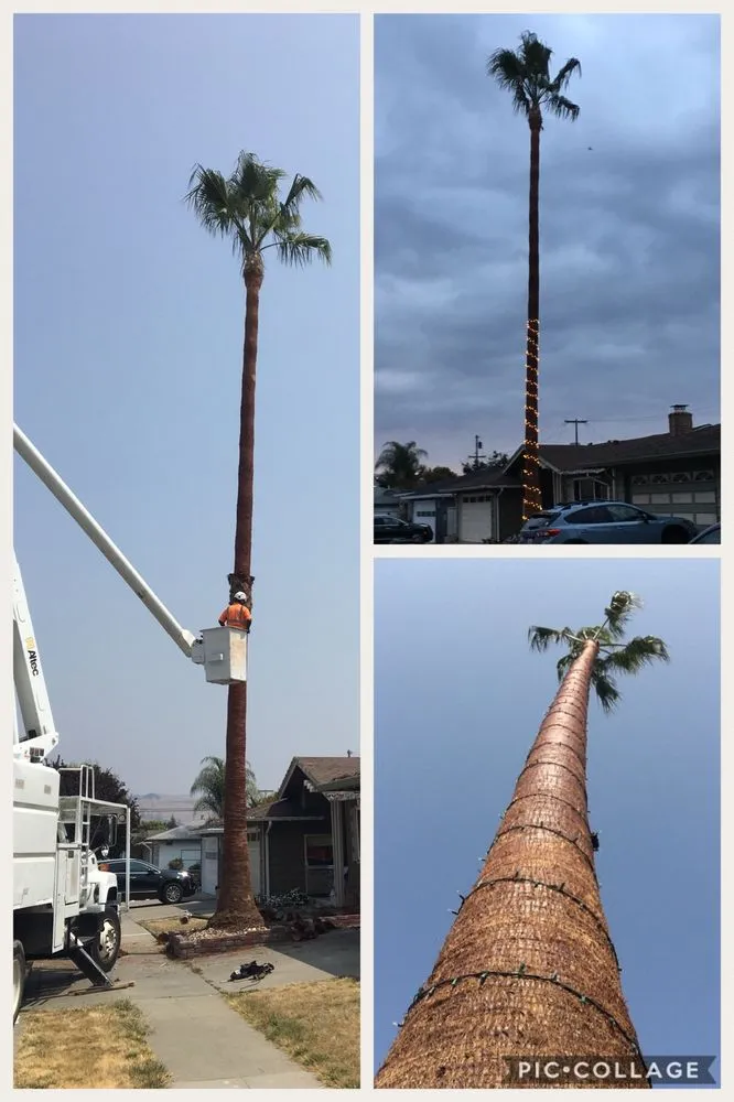 Trusted residential landscaping for residential properties in Hayward, CA by ArborTech