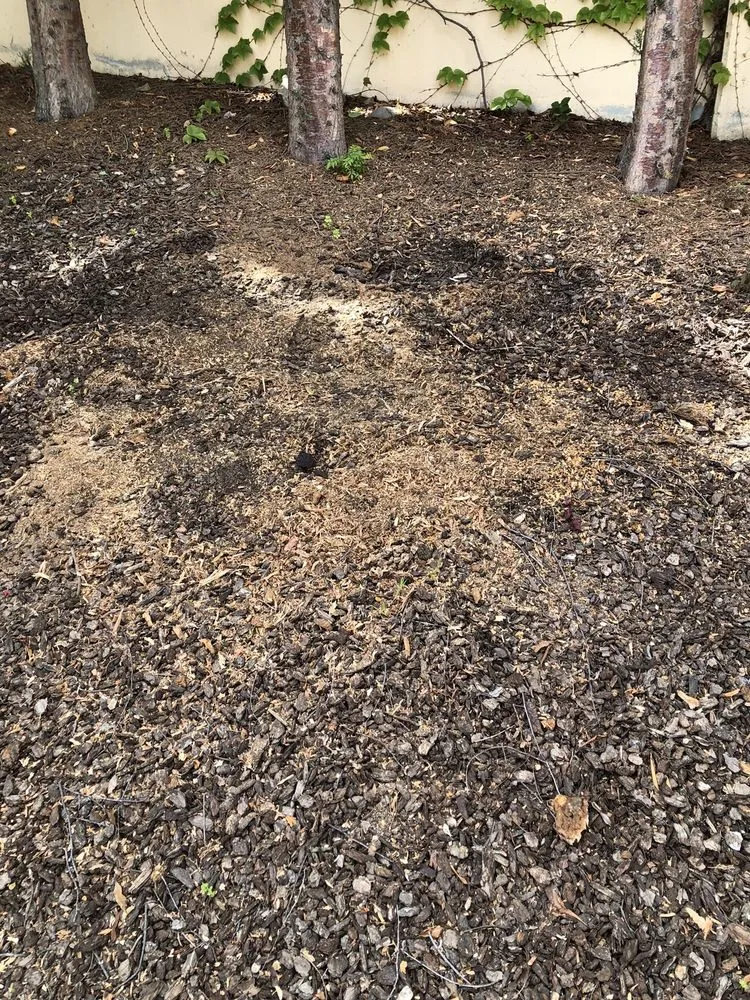 Top-rated landscape installation for residential properties across Hayward, CA - ArborTech