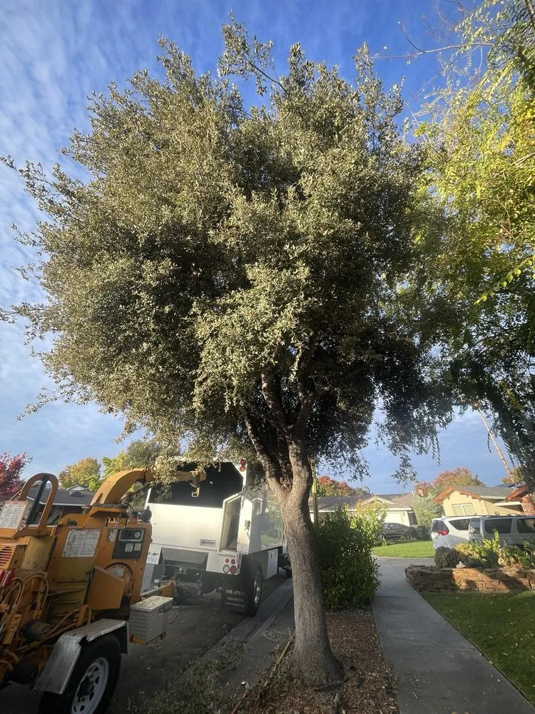 Affordable lawn care service for year-round maintenance across Hayward, CA - ArborTech