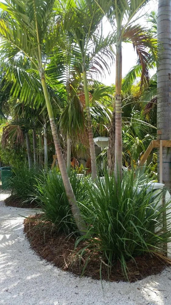 Affordable garden landscaping for residential properties in Islamorada, FL by Arbortech Tree & Landscape