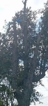 Top-rated yard maintenance for outdoor upgrades in Mexico, MO by ArborTech Tree Service & Landscaping