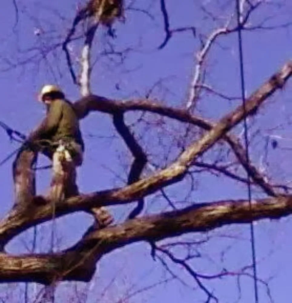 Top-rated landscaping services in Mexico, MO by ArborTech Tree Service & Landscaping