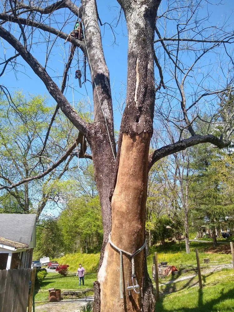 Expert lawn mowing service in Westminster, MD by Arbortech Tree Services