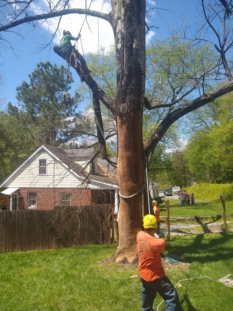 Expert yard cleanup service with custom design in Westminster, MD by Arbortech Tree Services