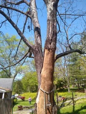 Arbortech Tree Services Logo