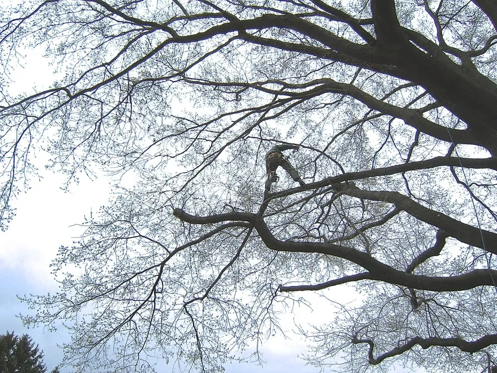 Custom yard cleanup service experts serving Thurmont, MD - Arbortecture