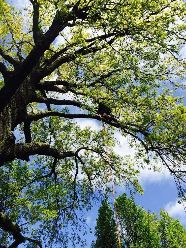 Reliable residential landscaping experts serving Thurmont, MD - Arbortecture