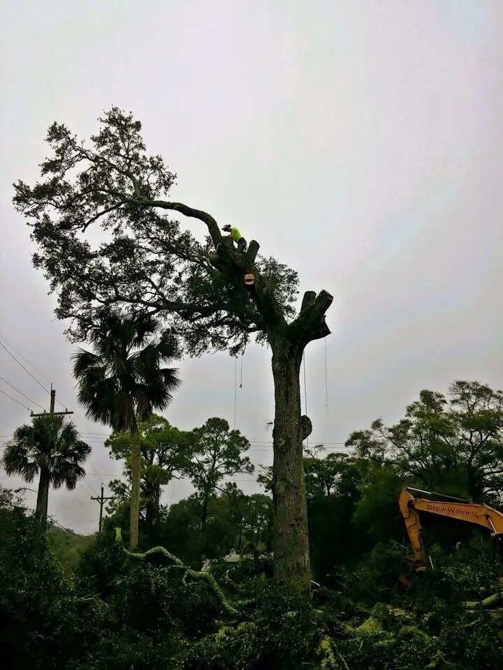 Trusted lawn mowing service for beautiful yards across Jacksonville, FL - Arborvation Tree Care & Land Mgmt