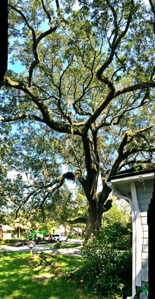 Custom landscape installation for outdoor upgrades in Jacksonville, FL by Arborvation Tree Care & Land Mgmt