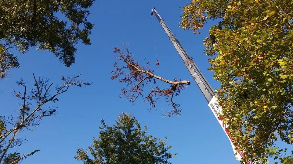 Top-rated landscaping services with custom design in Jacksonville, FL by Arborvation Tree Care & Land Mgmt