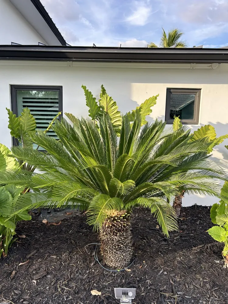 Affordable yard cleanup service in Miami, FL - ArborVisum