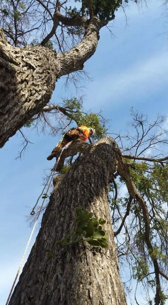 Affordable yard cleanup service near you across Farmersville, TX - Arborwise Tree Care