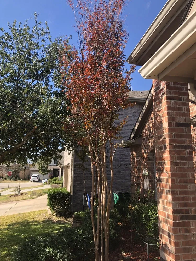 Reliable landscape design in Farmersville, TX - Arborwise Tree Care
