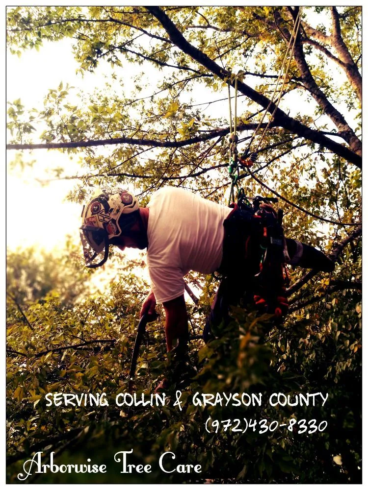 Professional yard cleanup service near you in Farmersville, TX by Arborwise Tree Care