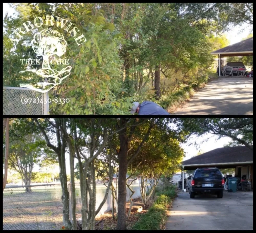 Affordable yard cleanup service for residential properties across Farmersville, TX - Arborwise Tree Care