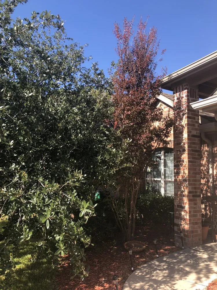 Custom residential landscaping with custom design across Farmersville, TX - Arborwise Tree Care