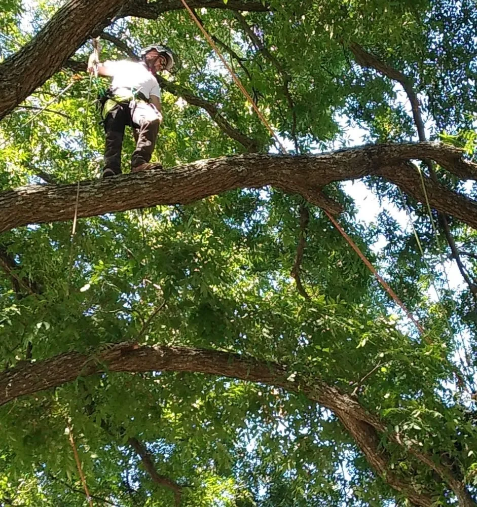 Local landscape design in Farmersville, TX by Arborwise Tree Care